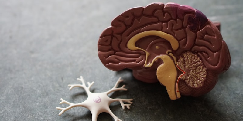 Brain-Inspired Memory Research
